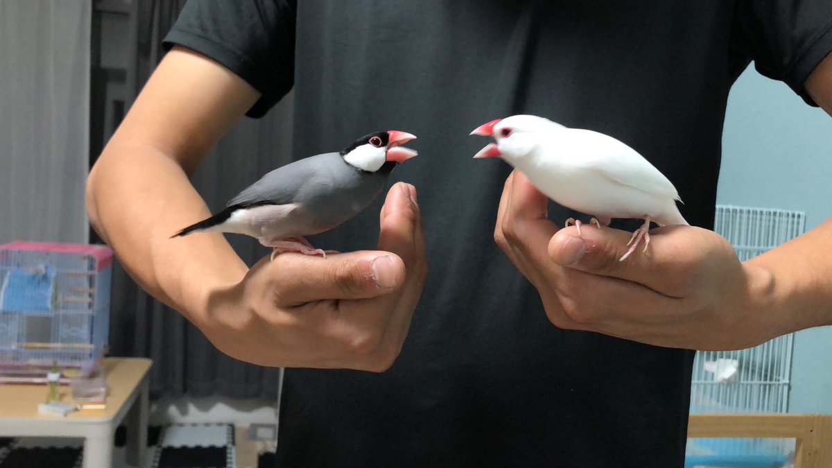 i_strn's tweet photo. 文鳥のいる生活 https://t.co/ZnCfmQD245
