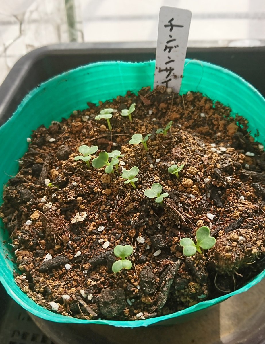 摩玲 -Marei - tweet media