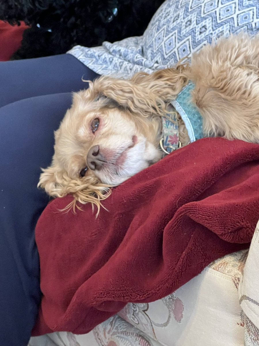 LadybugBarkAlot's tweet image. Dis 2 happy dawgs! Wuz 80° &amp;amp; sunny. Hoo took us on long walkies where we chased 🦆 🐦 🐢. And after we went to Dwamma’s! Not sure who wuz more sited to see each other. (Maple could NOT wait for ToT to share dis pic.) #dogsoftwitter #cockerspaniel #ToToS #happydogs