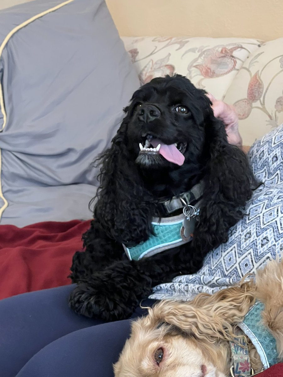LadybugBarkAlot's tweet image. Dis 2 happy dawgs! Wuz 80° &amp;amp; sunny. Hoo took us on long walkies where we chased 🦆 🐦 🐢. And after we went to Dwamma’s! Not sure who wuz more sited to see each other. (Maple could NOT wait for ToT to share dis pic.) #dogsoftwitter #cockerspaniel #ToToS #happydogs