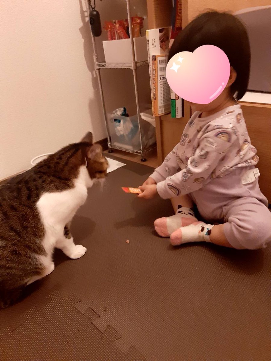 317maru's tweet photo. 動物が大好きな姪っ子😍と実家の🐈さん https://t.co/ymm07GiuO7