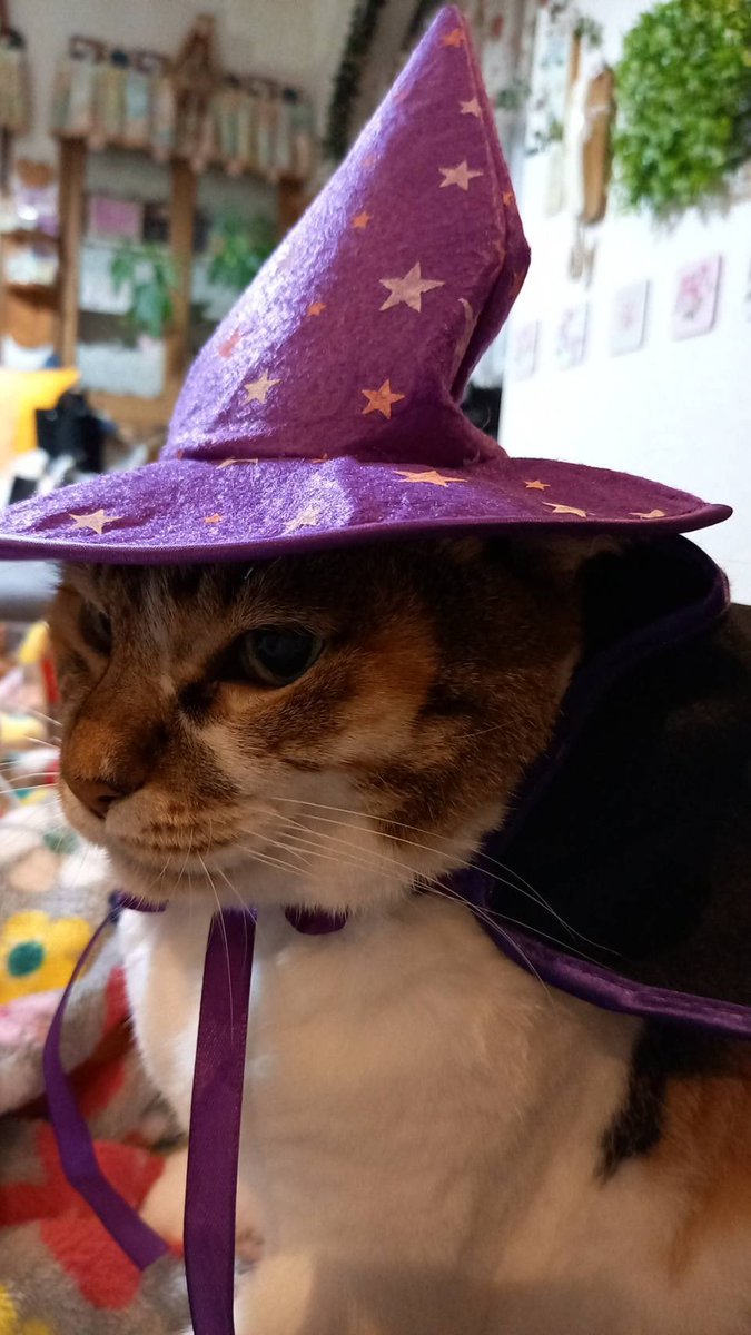 317maru's tweet photo. 動物が大好きな姪っ子😍と実家の🐈さん https://t.co/ymm07GiuO7
