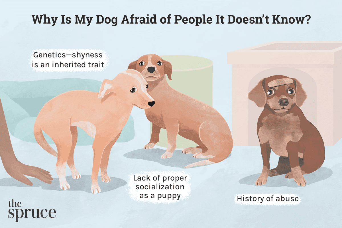 A dog's fear of people it doesn't know can be caused by a variety of factors, and it's important to understand that dogs, like humans, have their own individual personalities and past experiences that can influence their behavior. Here are some common reasons why a dog might be