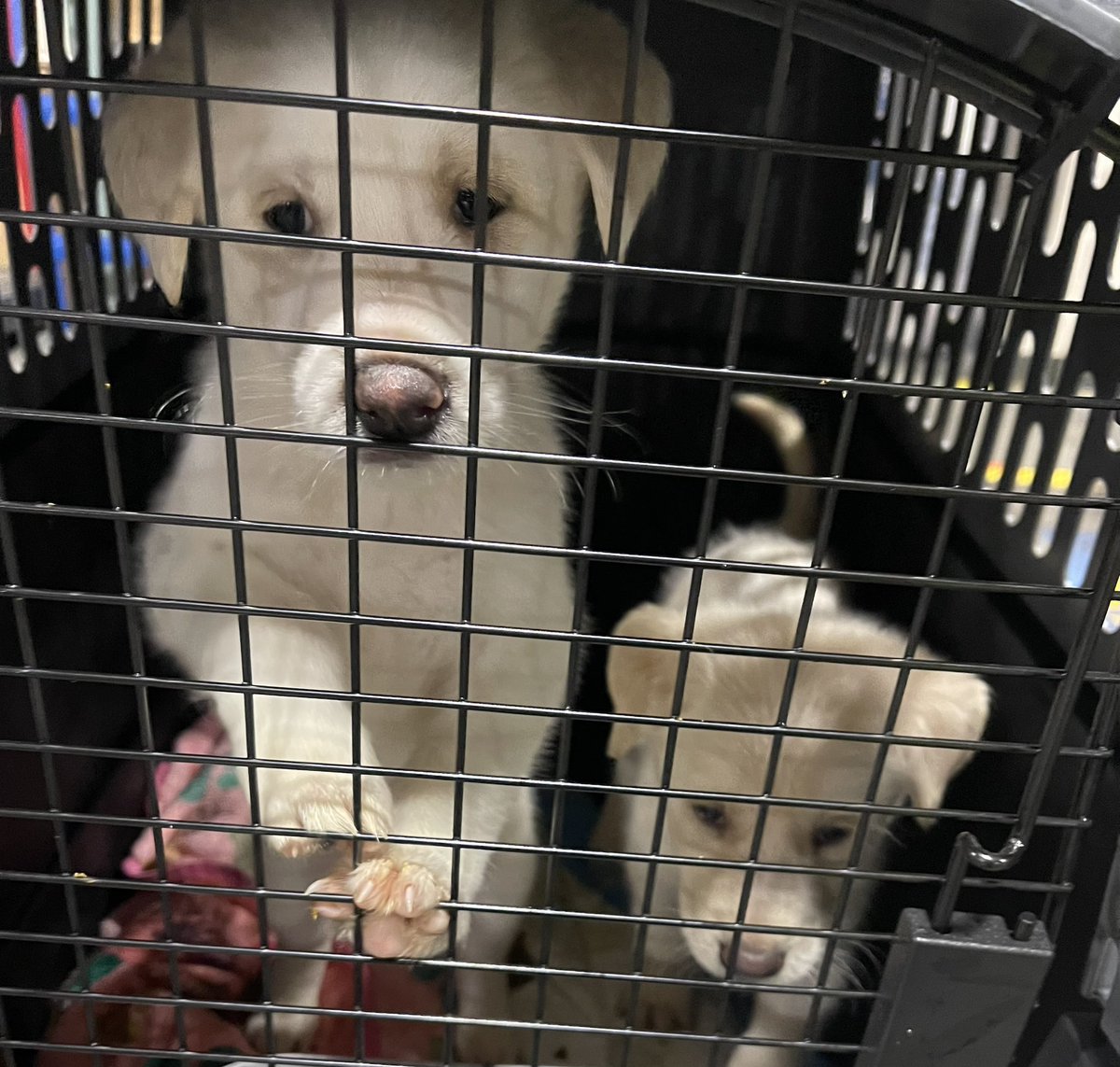 AviationAndDogs's tweet image. More puppies this evening!! 🐾✈️🫶🏻 #AlaskaAirCargo #flySEA