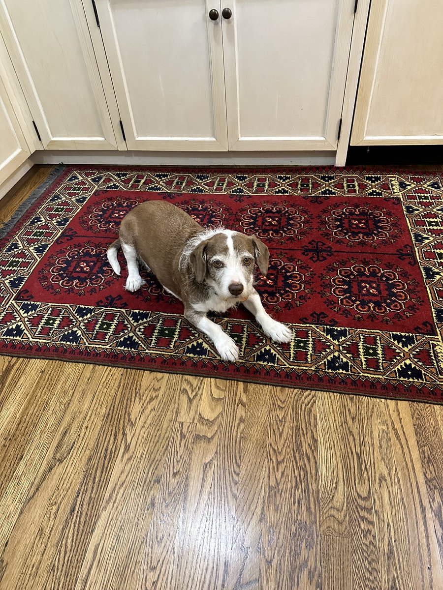 LizAllenAR's tweet photo. @yvonnenobis @BobbiBrown I am a fellow Beagle owner (she is a beagle terrier rescue).  Daisy dog. Love the breed but don’t call them stubborn. https://t.co/eS5alcxJzK