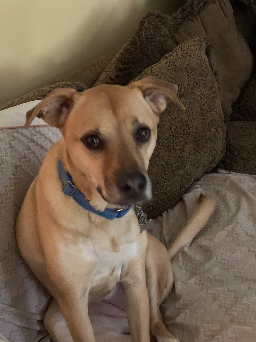 // meet Halo. She’s a good girl.