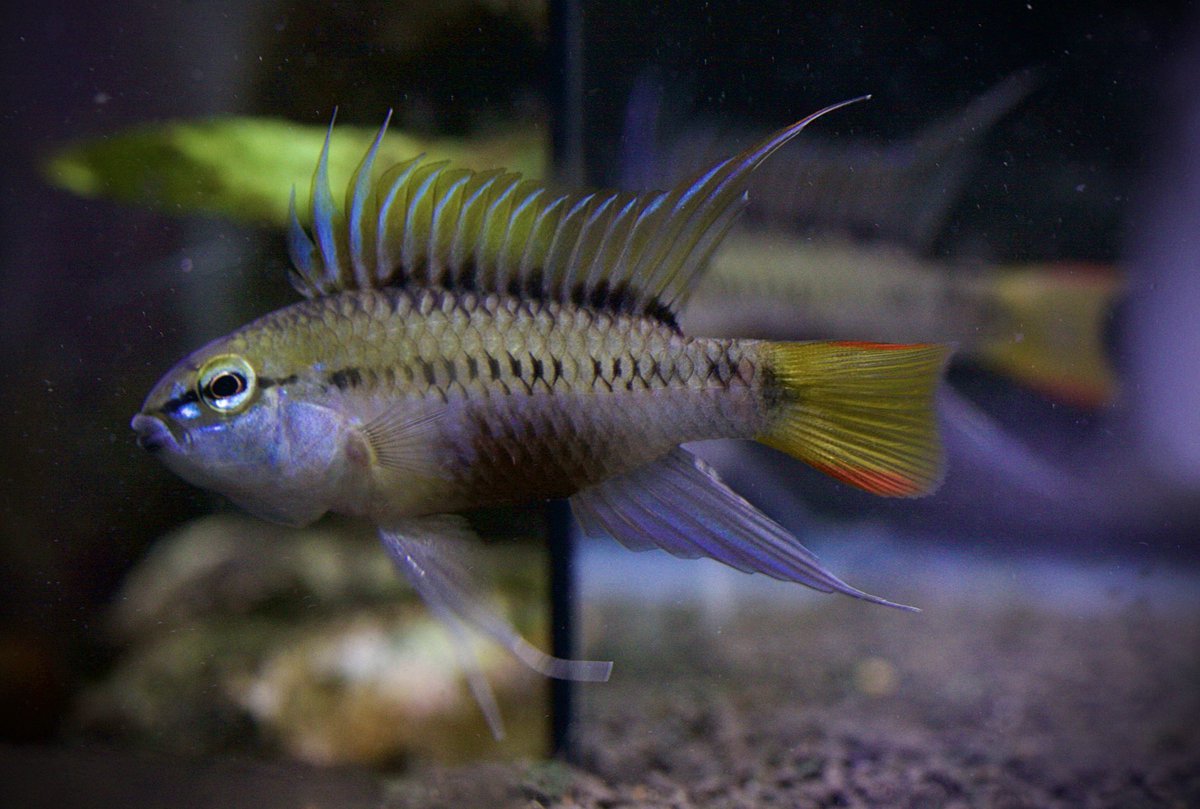 ほんと青いヴィエジタだよな

cf.D28