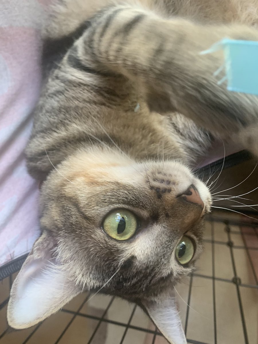 Hiiponoki's tweet photo. 今日も元気なエルちゃん🐈‍⬛🩶 https://t.co/ZJ8M7bpVwK