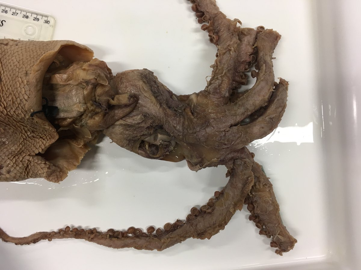 Specimen from the rare #squid genus Lepidoteuthis for #MolluscMonday.

Lepido- = "scaly" in Greek.
Dermal cushions ≠ true scales, but they sure look it!

<a href="/Te_Papa/">Te Papa</a> NMNZ M.118158, ML 460 mm, female, collected in 1984 off eastern New Zealand.

#squidID #MolluskMonday #deepsea