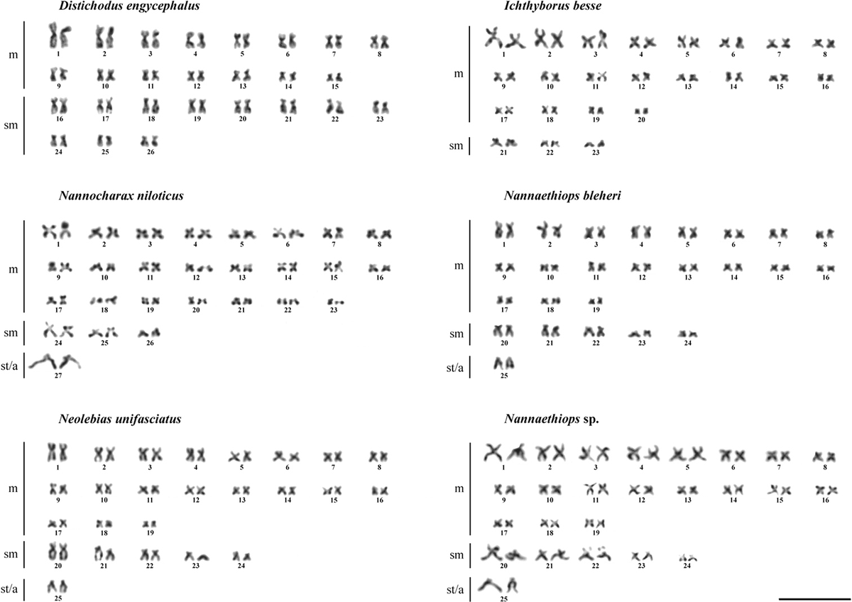 CompCytogen's tweet photo. 🐟 This paper aims to estimate the divergence of the #karyotype structure between and within the phylogenetically distant lineages of the family Distichodontidae.

👉 Read more: https://t.co/vMaH4qUUR4 

#chromosomes https://t.co/4hmBLNePvf