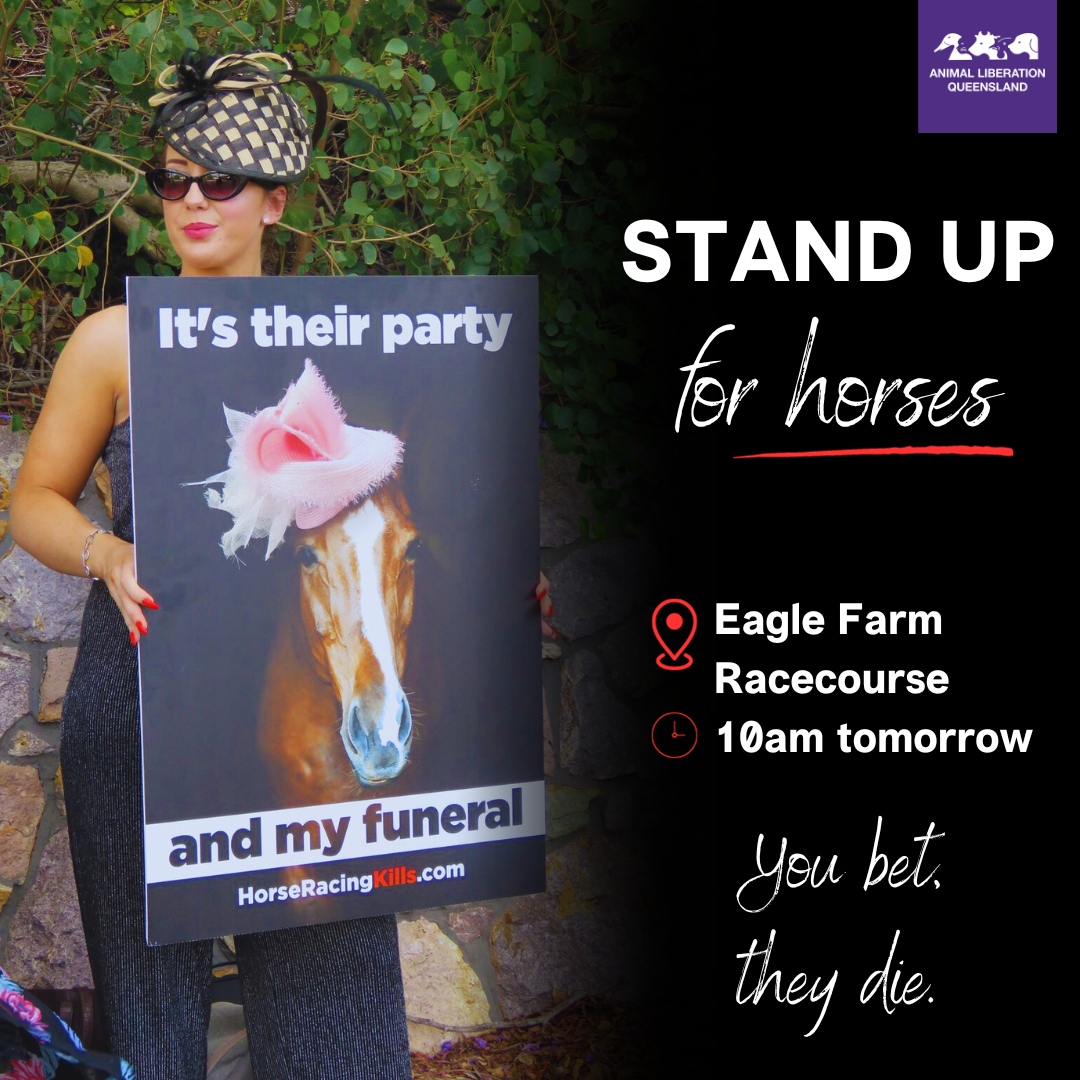 Horses don't just die during the Melbourne Cup. A horse is killed on an Australian racetrack every other day. In fact, the last 12 months have been one of the deadliest years. Come stand up for them. 10am tomorrow at Eagle Farm. Because Horse Racing Kills. Nup to the Cup.