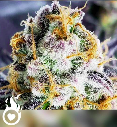 Metaversepirate's tweet photo. Crafted from #CBD molecules 🧬 #HHC & #HHCP are the parents of #HHCPO! #LabCreations 🧪
🌐 https://t.co/4fCD9Q4nYI https://t.co/cNpgPuy0Fw