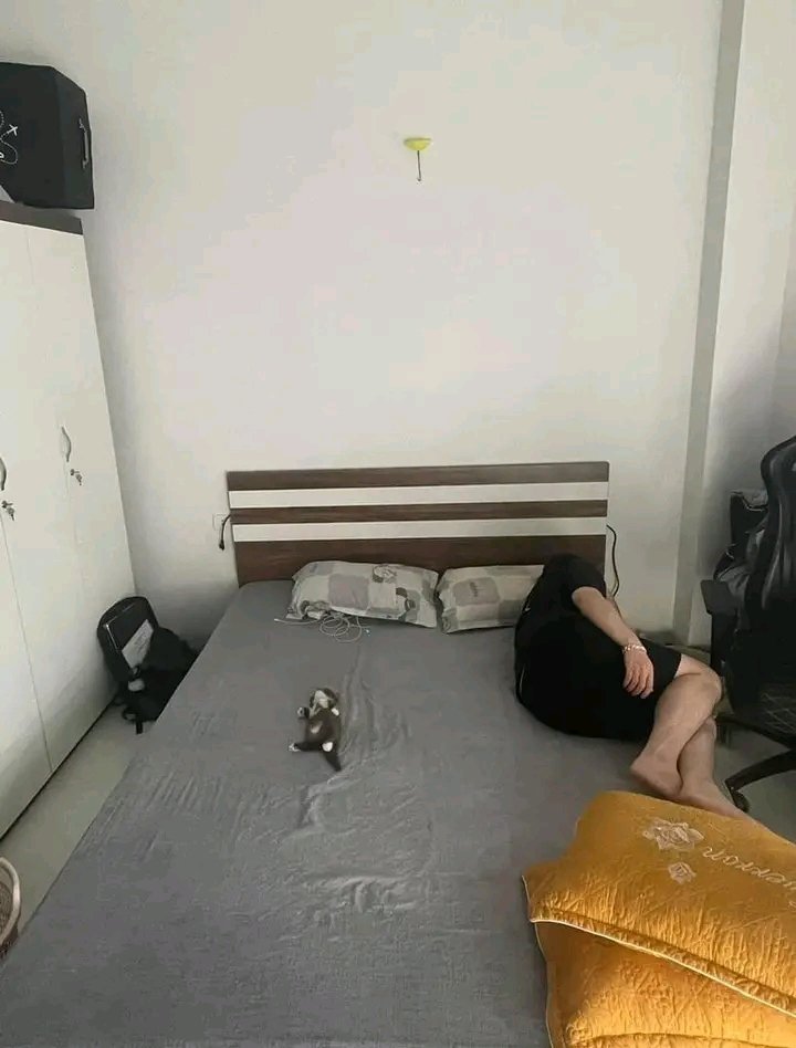 nocontextscats's tweet photo. Bro sleep like he paid rent 💀 https://t.co/PnSpyTMVb4