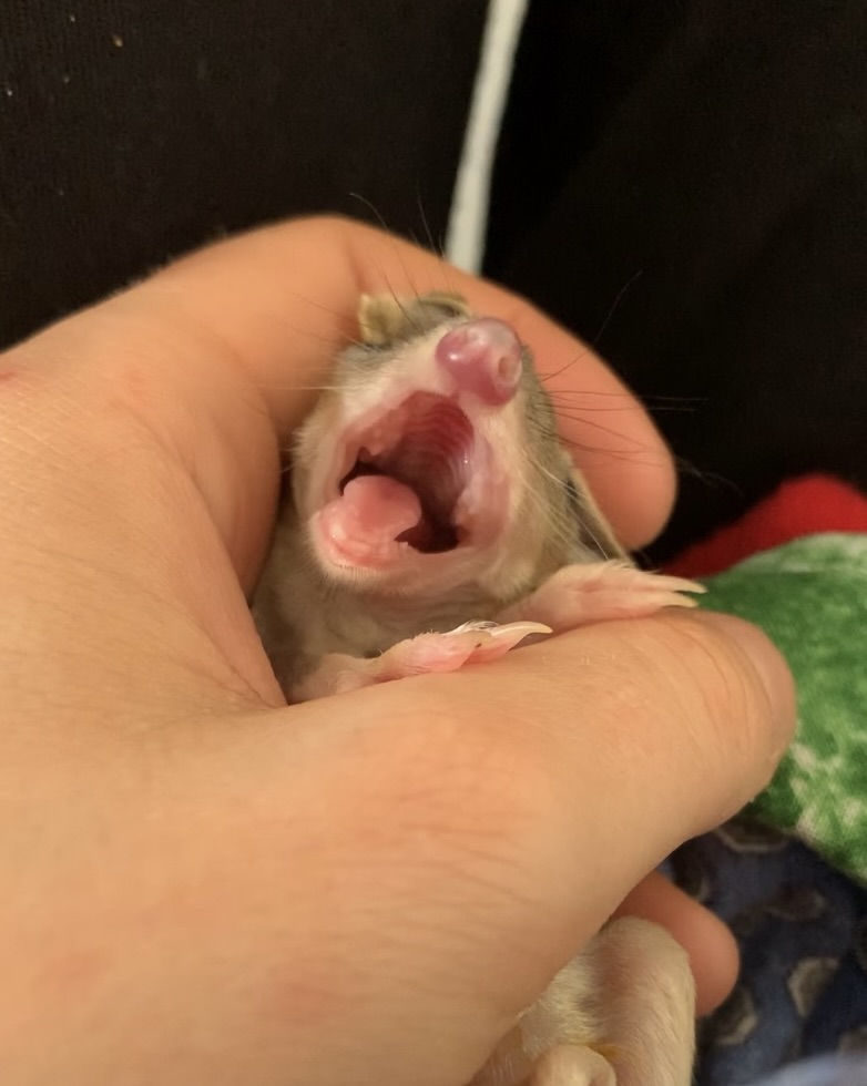 On Saturday night we shared Lotus the bandicoot, and said if we hit $60k by Sunday we would share the Lotus celebration face.  We are at $68k and smashed that goal by $8000 by Monday! Lotus the bandicoot can't contain himself. Keep up the great work team!
pozible.com/profile/projec…