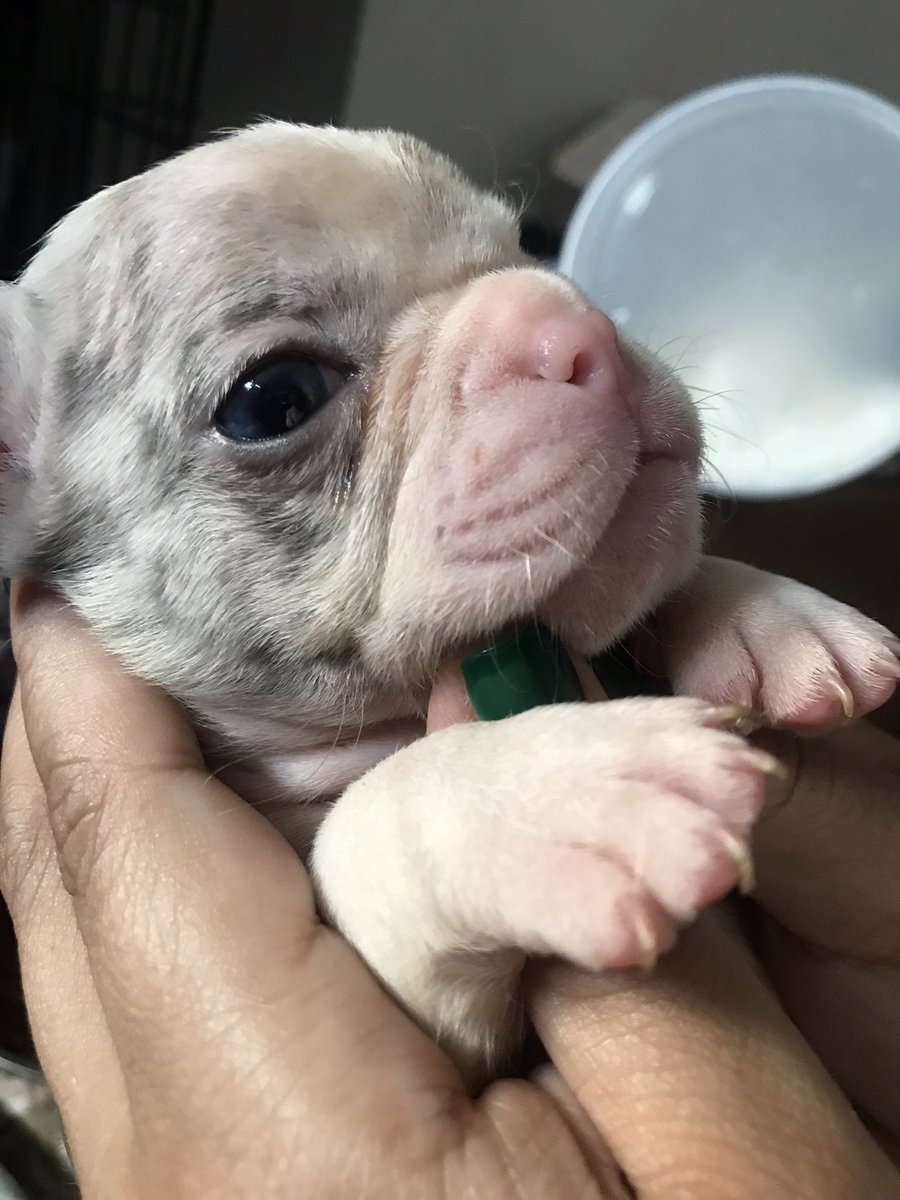 WeldsMemo's tweet image. My second generation of blue Merle frenchies …I’ll take salami but this little guy is gonna hurt to let go