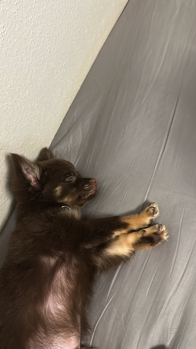 Chico is slumped🐕🐕