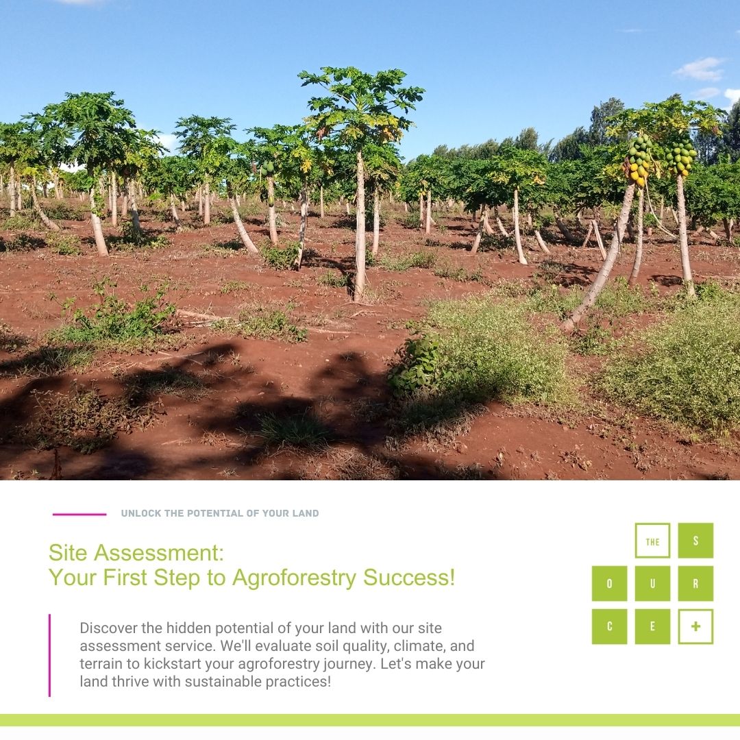 Site Assessment: Your First Step to Agroforestry Success

Discover the hidden potential of your land with our site assessment service. We'll evaluate soil quality, climate, and terrain to kickstart your agroforestry journey. Let's make your land thrive with sustainable practices!