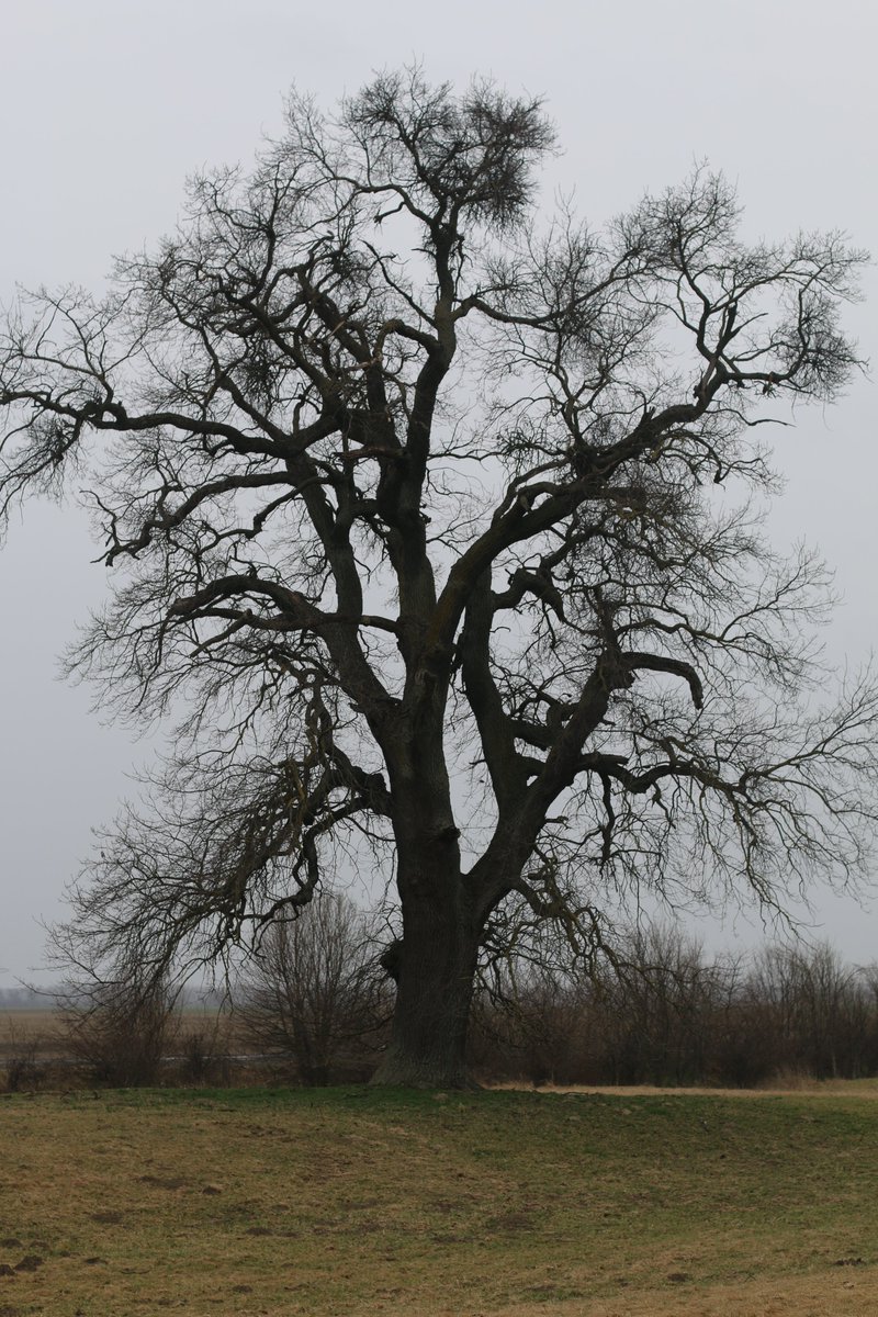 good morning treepeople