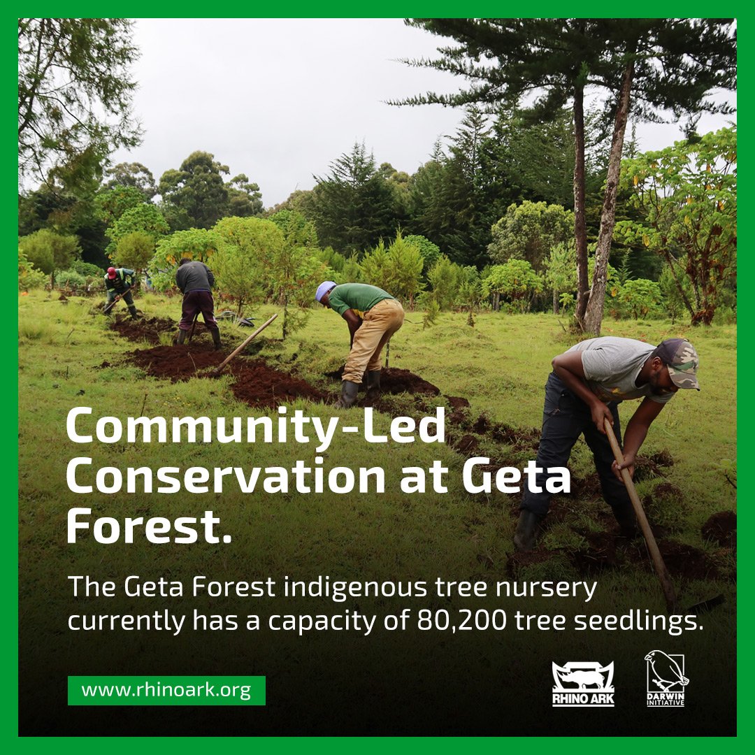 🌲🌍 Amazing teamwork at Geta Forest Station, Aberdares! From tree care to water conservation, we're on a mission for a greener, more sustainable Kenya. Thanks to @UKBCFs our fantastic partners, we're making a real impact! #RhinoArkPartnerships #ForestRestoration @ArkRhino