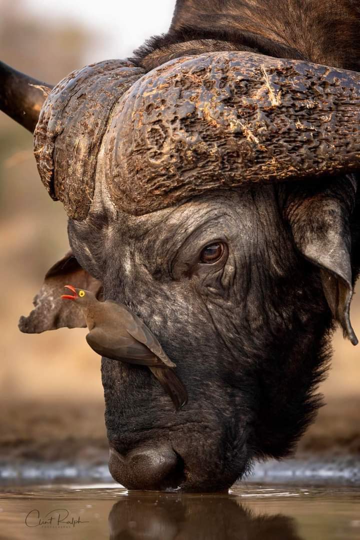 An African Buffalo, weighing in at almost a ton, with a Red Billed Oxpecker, weighing in at a few grams. ♥️💚💛
South Africa 🇿🇦 

📸 Clint Ralph