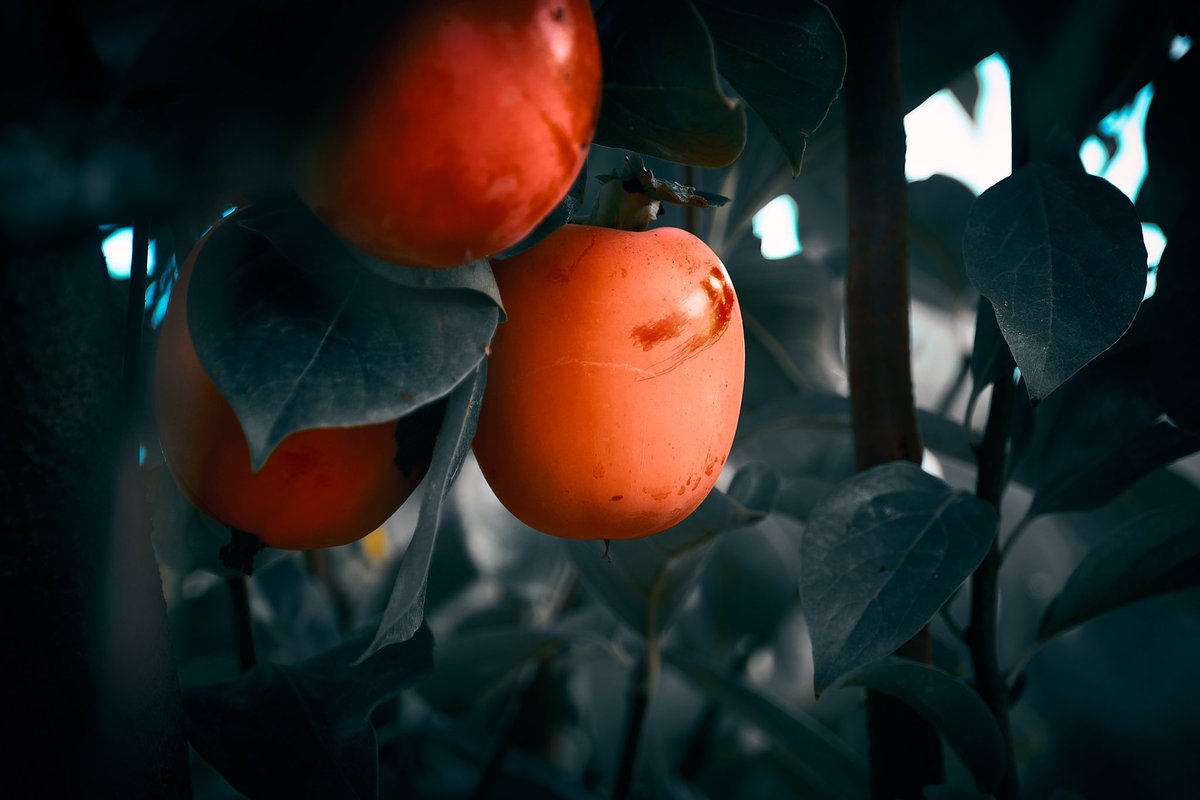 #Persimmon #trees

📸 Fujifilm X-T4

📷 Fujinon XF 16-55mm F2.8 R LM WR

⚙️ Distance 55.0 mm - ISO 160 - f/2.8 - Shutter 1/125 & 1/250

#vinyolsielsarcs #baixcamp #ecocampvinyols #persimmons #persimmontree #persimmontrees #kaki #kakis #kakitree #kakitrees #fruittree #fruittrees