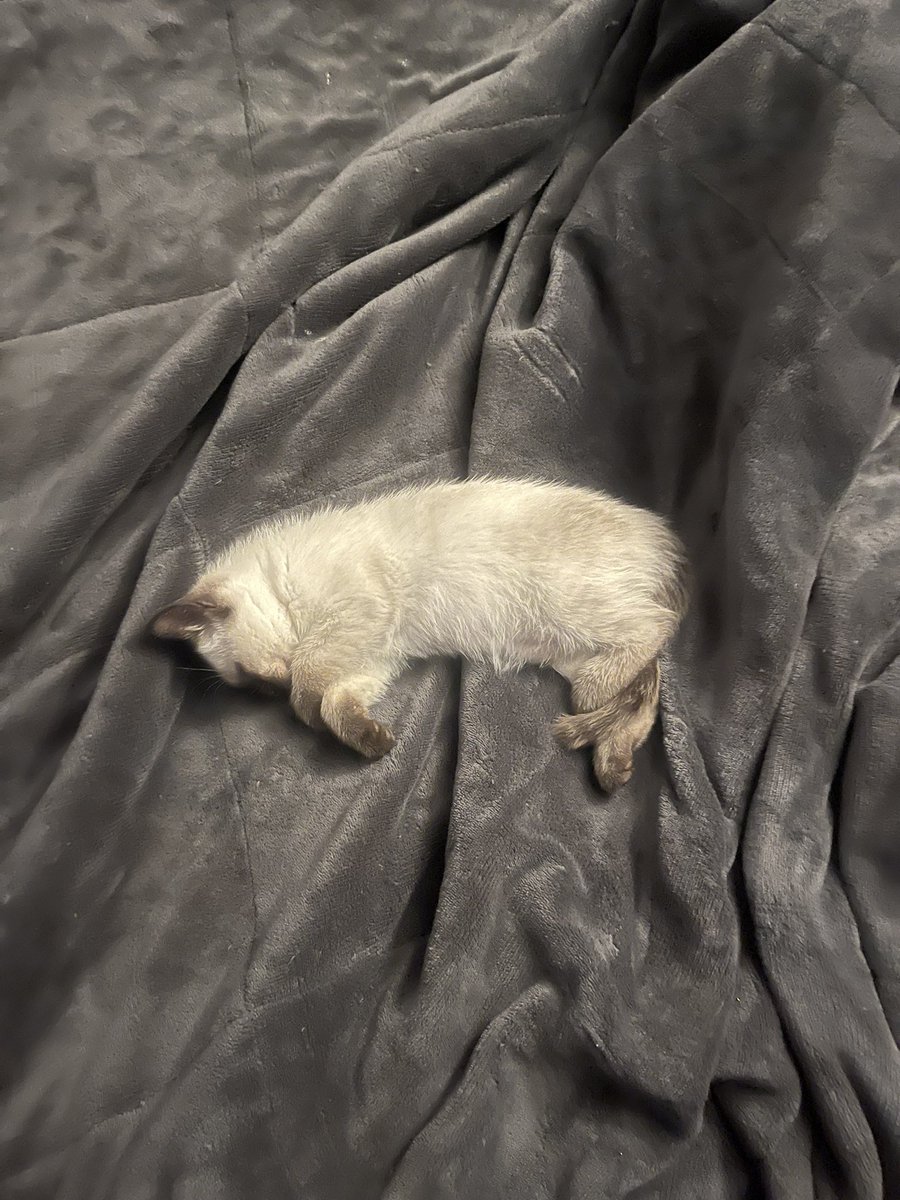 flapjack404's tweet photo. Cat of mine https://t.co/kl5spwU1Zf