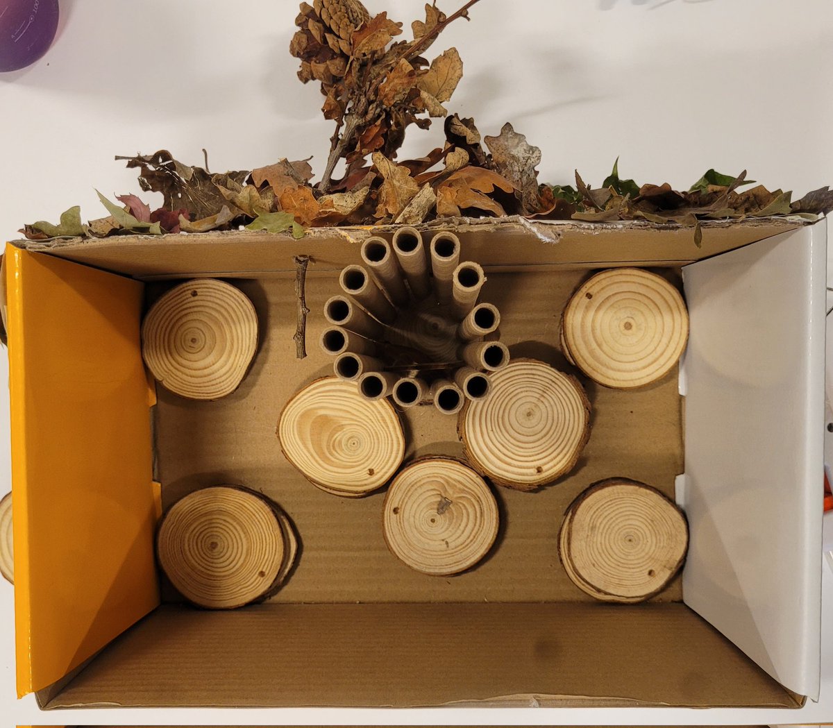 learner_wcs's tweet photo. Recycling cardboard shoe boxes to make bug hotels using natural foraged material #bughotel #minibeasts #outdoorlearning #CreativeWCS https://t.co/oUoWfAvijF
