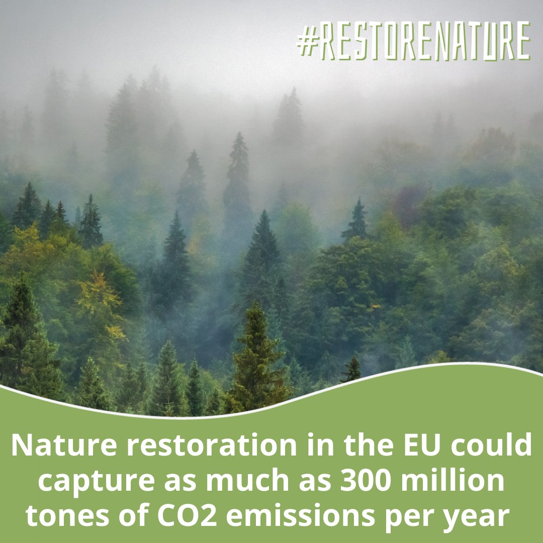 Nature restoration in Europe can make an important contribution to climate change mitigation. Amid the biodiversity and climate crisis, we need a strong Nature Restoration Law. 🌎🔥

Read the joint statement. 👉 restorenature.eu/en/our-work-pa…

#RestoreNature #EUBiodiversity
