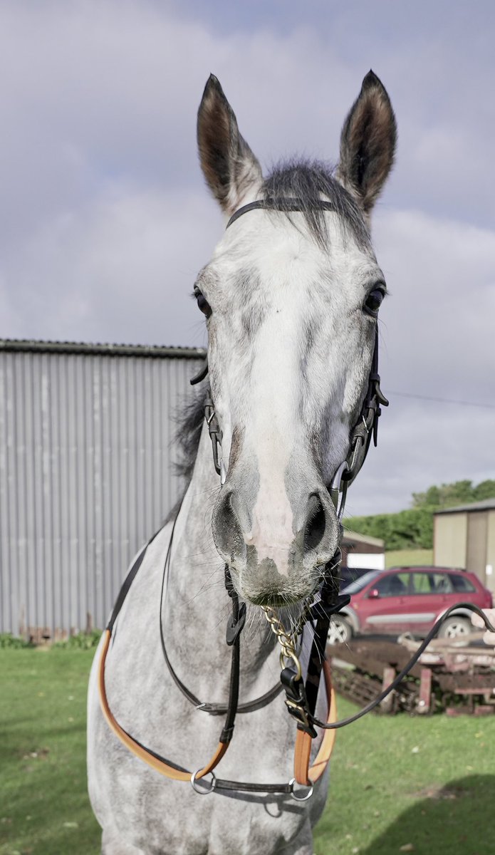 Belloccio runs today at 3:30pm in the Racing TV Floodlit Stakes (Listed Race) @kemptonparkrace. He will be ridden by @KyleStrydom01 for trainer @DavidMenuisier. 📸@TracksideJay