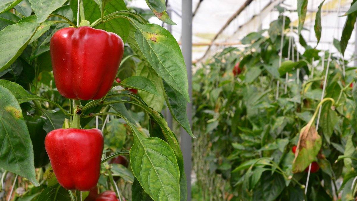 A recent study from Brazil assessed the impact of homeopathic preparations Sulphur 30CH and Calcarea carbonica 30CH, on Capsicum sweet pepper crops grown in a greenhouse or in the field.