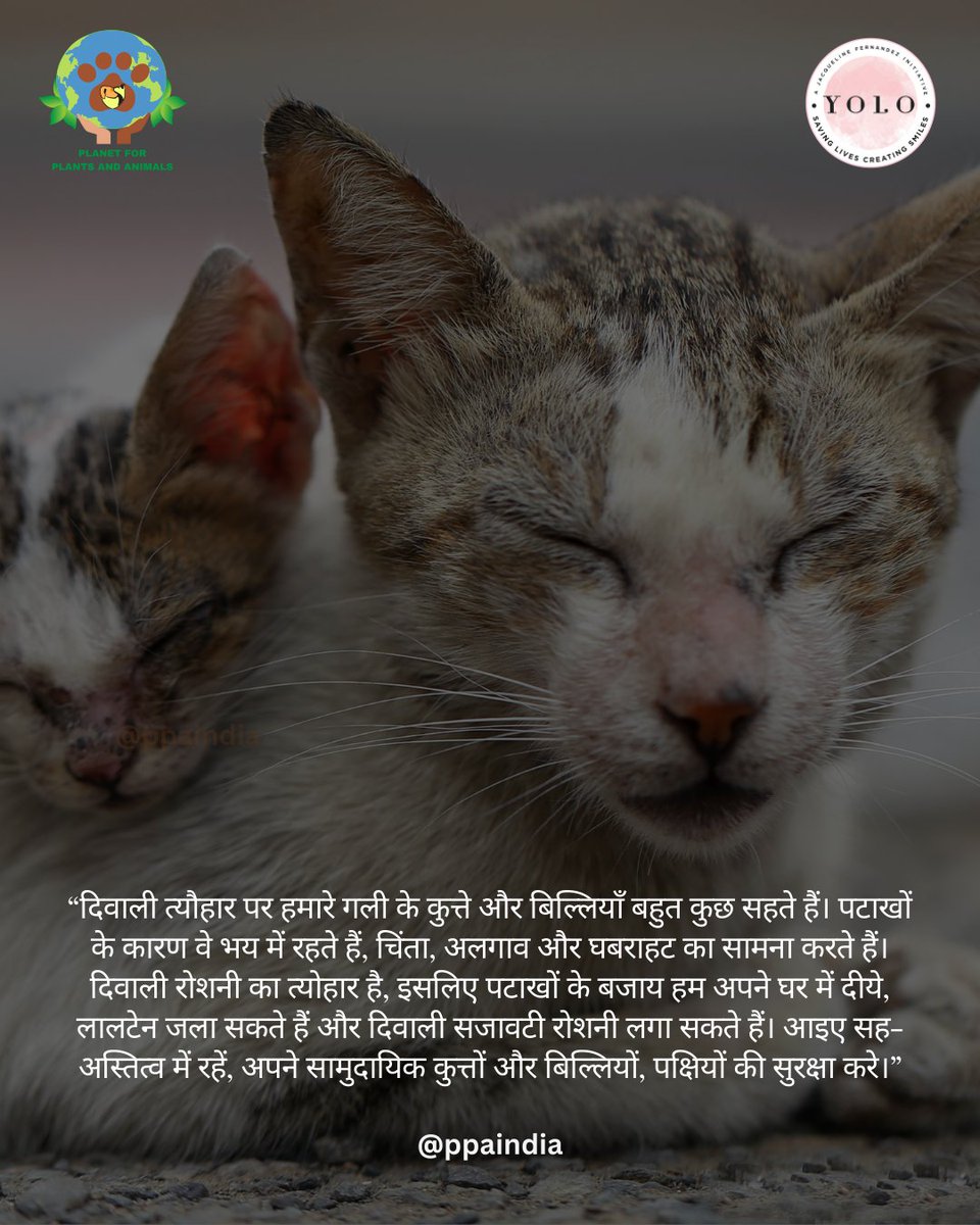 PPA_India's tweet photo. Let's Light Diyas, Not Firecrackers, and Illuminate the Path to Coexistence 🪔🌍🐾
#PlanetForPlantsandAnimals
#yolofoundation #HappyDiwali #PPAwithLittleAngels #ppaforcommunityanimals #AdoptDontShopMumbai #AdoptDontShop #ppaforstrays #CommunityAnimals https://t.co/EWhIiImobm