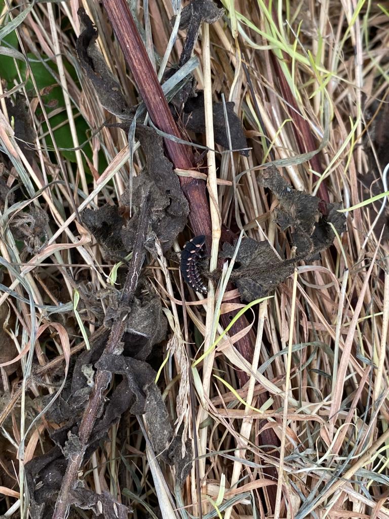 ecosupportltd's tweet photo. We have been spotting glow worms recently on our reptile surveys💡🐛

Did you know glow worms aren't worms at all? They’re actually beetles!😮

#GlowWorms #Wildlife #Bioluminescence #Ecology https://t.co/gZpaJETQxm