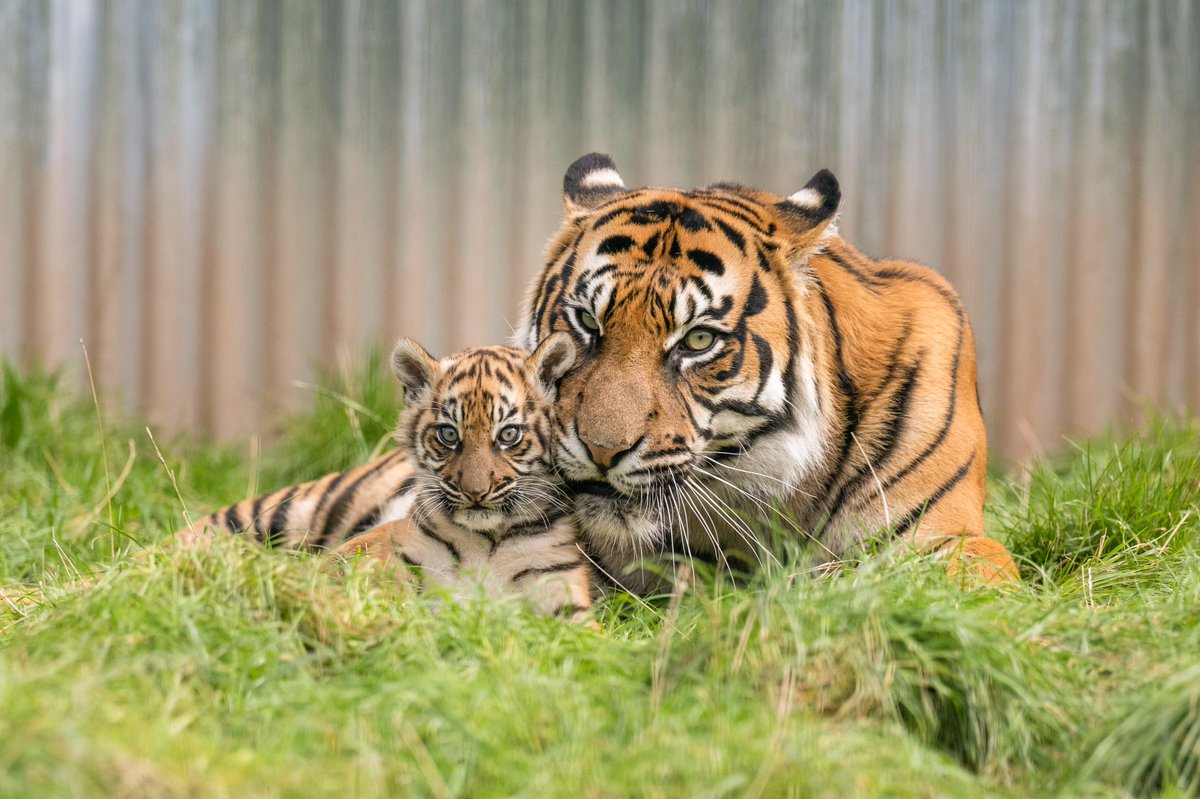 Happy 12th birthday to our Sumatran tiger, Dourga! 🥳 Here she is with her young cub, Lestari 🤩🧡 #HappyBirthday #WMSP