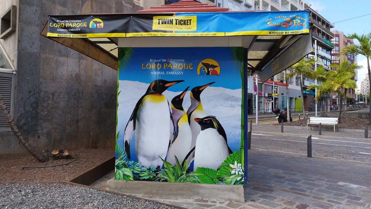 podcastlinux's tweet image. Siempre que veo un pingüino me recuerda a #GNULinux y lo etiqueto como #EnOcasionesVeoLinux. ¿Te has topado con este lindo animalito alguna vez?