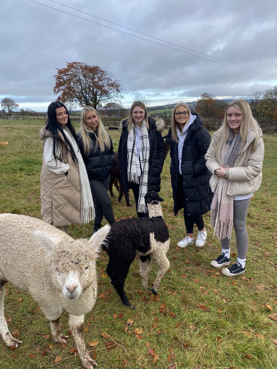 Passive tourism activities: Alpaca experience. These native South American therapy animals can help with mental health issues. Level 6 Tourism students @SLCek had such a fun morning learning about them. Anyone fancy a trip to Peru? 🏔️ 🦙 @StellaMcManus @LizWoods_7