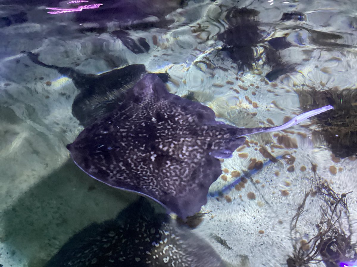 Pineham Barns tweet media