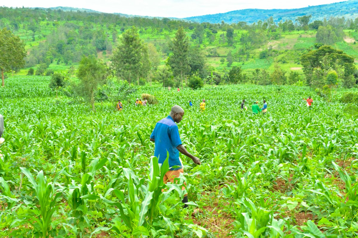 Ngoma District (@ngomadistrict) on Twitter photo Mu rwego rwo kongera umusaruro w'ibigoli abagize Komite Nyobozi n'inzego z'umutekano bifatanyije n'abahinzi mu mirenge mugikorwa cyo gutera ifumbire yifashishwa mukubagara ibigoli.Umuyobozi w'Akarere <a href="/NIYONAGIRANath2/">๐ต๐ฐ๐๐ถ๐ต๐จ๐ฎ๐ฐ๐น๐จ ๐ต๐๐๐๐๐๐๐</a> yakoreye mumurenge <a href="/SakeSector1/">SAKE SECTOR</a> kuri site #Karenge ifite ha 210 Mu rwego rwo kongera umusaruro w'ibigoli abagize Komite Nyobozi n'inzego z'umutekano bifatanyije n'abahinzi mu mirenge mugikorwa cyo gutera ifumbire yifashishwa mukubagara ibigoli.Umuyobozi w'Akarere <a href="/NIYONAGIRANath2/">๐ต๐ฐ๐๐ถ๐ต๐จ๐ฎ๐ฐ๐น๐จ ๐ต๐๐๐๐๐๐๐</a> yakoreye mumurenge <a href="/SakeSector1/">SAKE SECTOR</a> kuri site #Karenge ifite ha 210