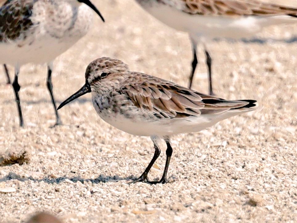 I tried hard to find this little Broad-billed Sandpiper and a few more among hundreds of other migrant waders mostly Dunlins, Curlew SPs & Sand Plovers. It was hardly standing up and looking so tired of a long journey from Northern Europe. #birdwatching #BirdsSeenin2023 #Bahrain