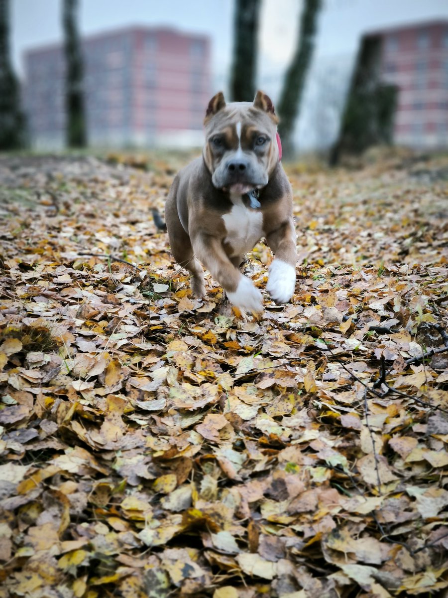 akapalin1982's tweet photo. Это не собака, это разъеб. Невероятная. 
#амбулли #ambully #americanbully https://t.co/jbul3wgFrZ
