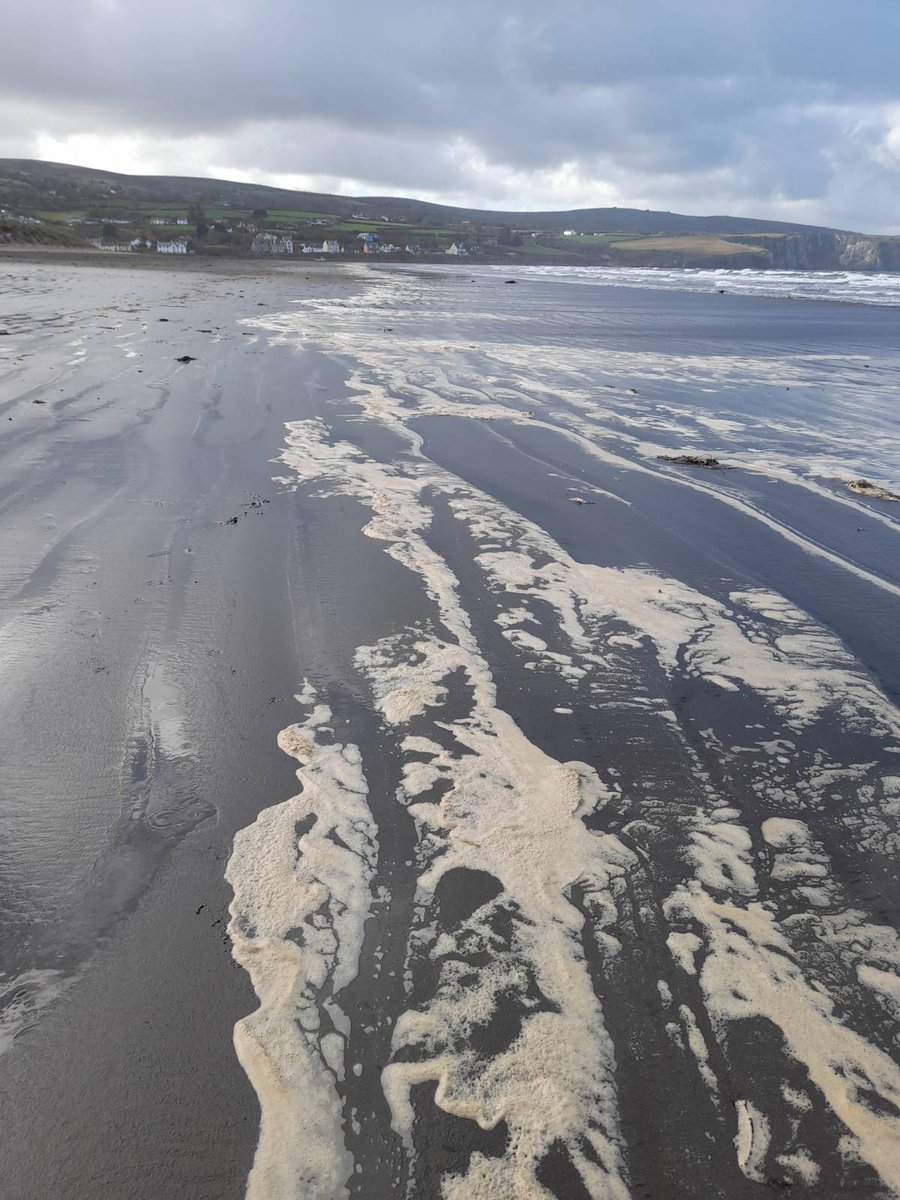 Welsh Water should be ashamed. Shocking quantities of sewage on Whitesands Beach in St Davids this morning
