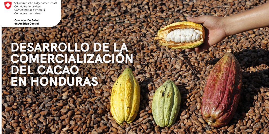 SICACAO1's tweet photo. Descubre la transformación de la comercialización del cacao en #Honduras, gracias al apoyo del proyecto #PROCACAHO.
✅ Más de 1,000 productores con certificación orgánica.
🌎 Exportación exitosa.
🌱 Cacao sostenible y de alta calidad. https://t.co/NbgdiCaECL