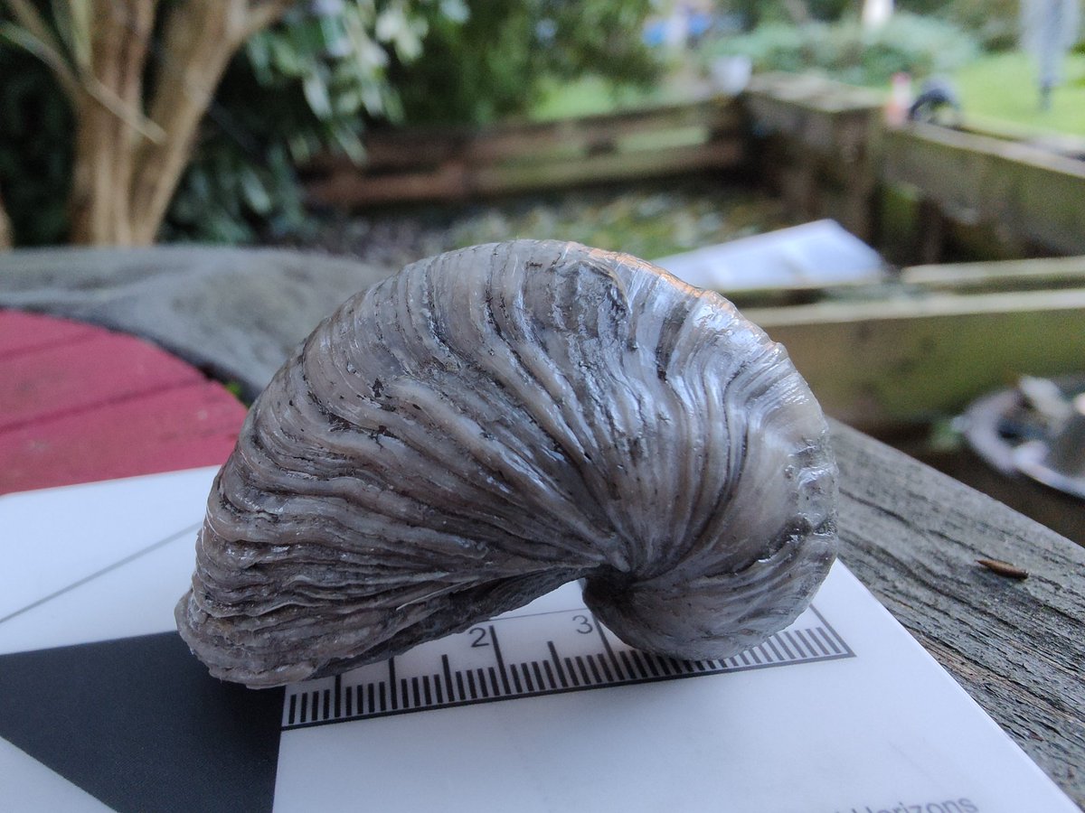 outfossiling's tweet photo. A very crisp #Gryphaea arcuata for #molluscmonday from the Blue Lias Formation, Hock cliff, Gloucestershire. https://t.co/7g89lhFdxO