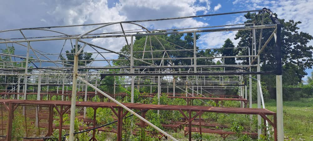 MARADIOFM's tweet image. Des écolos demandent aux autorités d’intervenir pour éviter la disparition du Centre #Germoplasme de Camp-Perrin aujourd’hui inopérant.Ce Centre inauguré par Feu Président Jovenel Moise devrait produire 4,5 millions de plantules par année soulignent ces Associations.#RFMINFO