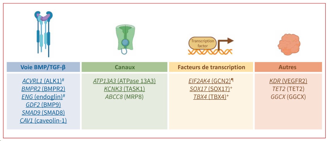 Montani David (@montanidavid) on Twitter photo Heureux de partager la version française du consensus du Consortium international sur le conseil génétique et le dépistage génétique de l'HTAP. <a href="/pulmotension/">Pulmotension</a> <a href="/SPLF_SocPneumo/">Société de Pneumologie de Langue Française (SPLF)</a> <a href="/InsermU999/">InsermU999</a> <a href="/HTaPFrance/">HTaPFrance</a> <a href="/RespiFIL/">FSMR - RespiFIL 🫁</a>
sciencedirect.com/science/articl… Heureux de partager la version française du consensus du Consortium international sur le conseil génétique et le dépistage génétique de l'HTAP. <a href="/pulmotension/">Pulmotension</a> <a href="/SPLF_SocPneumo/">Société de Pneumologie de Langue Française (SPLF)</a> <a href="/InsermU999/">InsermU999</a> <a href="/HTaPFrance/">HTaPFrance</a> <a href="/RespiFIL/">FSMR - RespiFIL 🫁</a>
sciencedirect.com/science/articl…