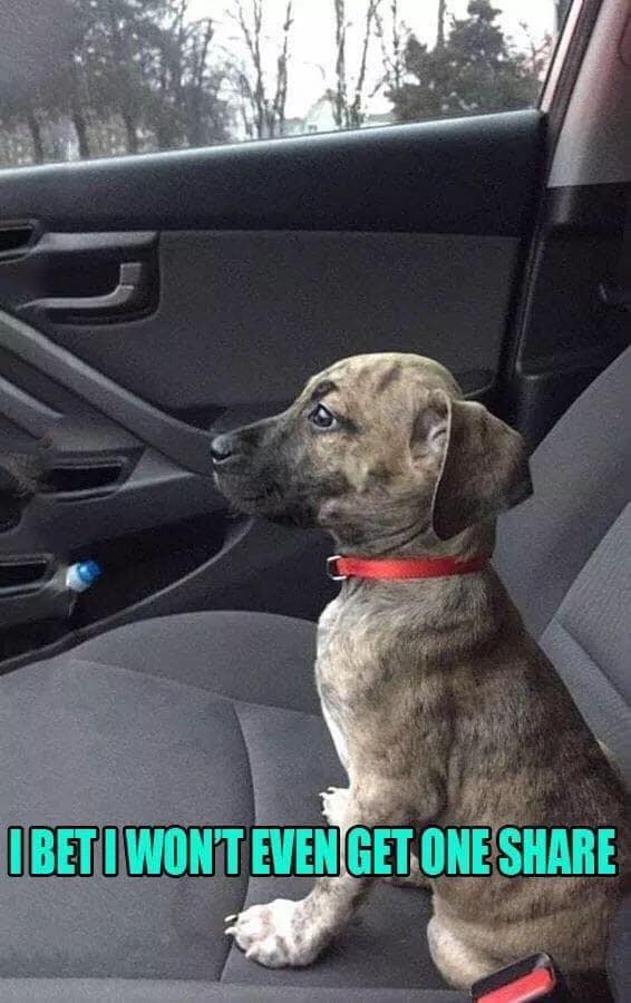 Today i was just adopted and is my first day at home, wish me a good luck 🙌🏻