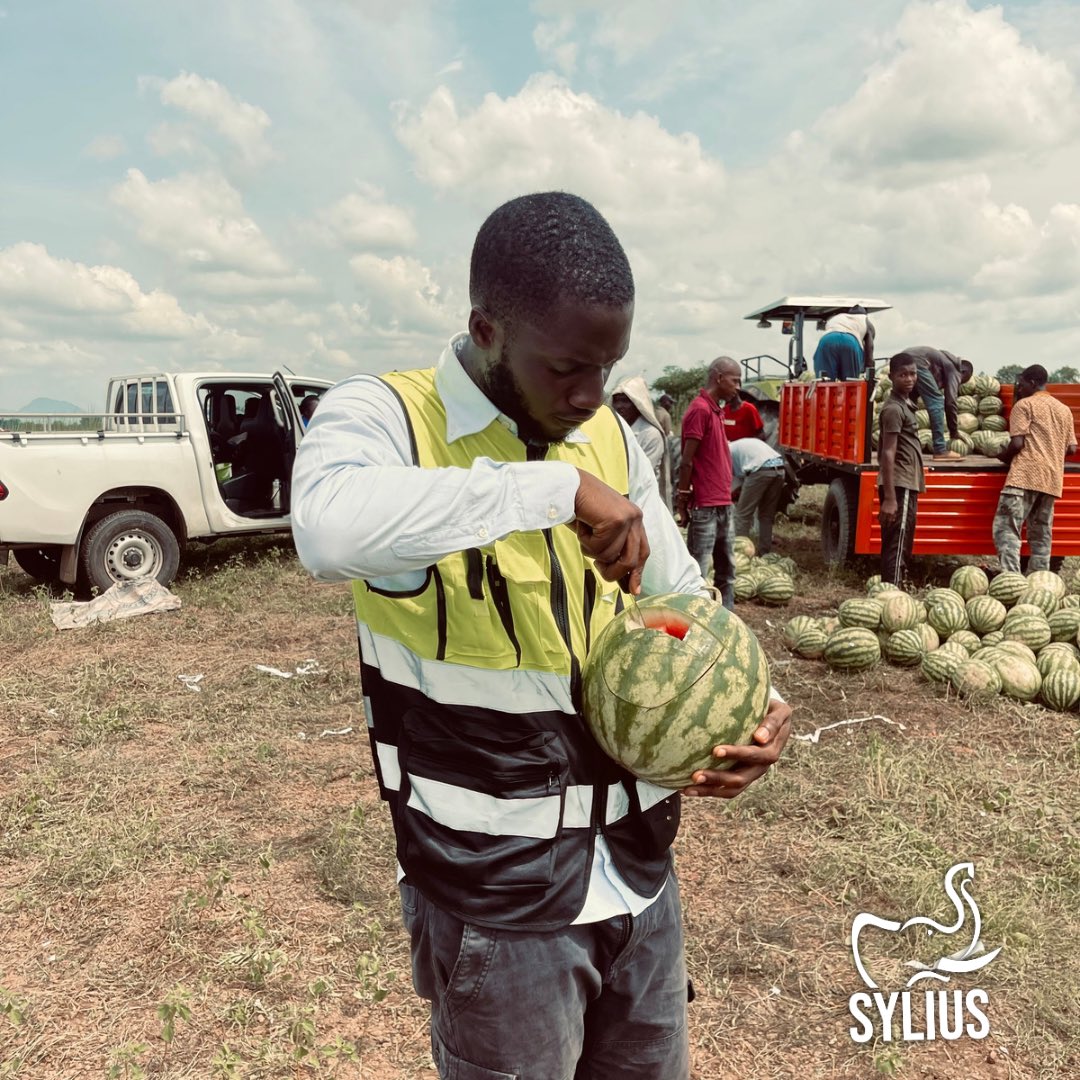 syliusjus's tweet photo. Récolte de pastèque à Forécariah.
Nous utilisons la pastèque comme ingrédient pour nos boissons, ce qui fait sa pureté naturelle et son goût exceptionnel.
#productionlocal
#boissonsnaturelles
#pasteque
#sylius https://t.co/BYptaDx7yI