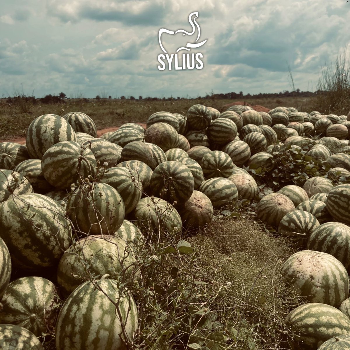syliusjus's tweet photo. Récolte de pastèque à Forécariah.
Nous utilisons la pastèque comme ingrédient pour nos boissons, ce qui fait sa pureté naturelle et son goût exceptionnel.
#productionlocal
#boissonsnaturelles
#pasteque
#sylius https://t.co/BYptaDx7yI