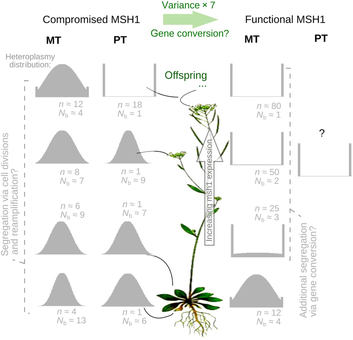 New Phytologist (@newphyt) on Twitter photo Stochastic organelle genome segregation through #Arabidopsis development and reproduction
📖 ow.ly/vLT750Q4rS4
by Broz et al.
<a href="/mitomaths/">Iain Johnston</a> <a href="/SloanEvoLab/">Dan Sloan</a> <a href="/UiB/">Universitetet i Bergen</a>
Read the press release 👇
ow.ly/66sr50Q4u2y
<a href="/wileyplantsci/">Wiley Plant Science</a> #PlantScience Stochastic organelle genome segregation through #Arabidopsis development and reproduction
📖 ow.ly/vLT750Q4rS4
by Broz et al.
<a href="/mitomaths/">Iain Johnston</a> <a href="/SloanEvoLab/">Dan Sloan</a> <a href="/UiB/">Universitetet i Bergen</a>
Read the press release 👇
ow.ly/66sr50Q4u2y
<a href="/wileyplantsci/">Wiley Plant Science</a> #PlantScience