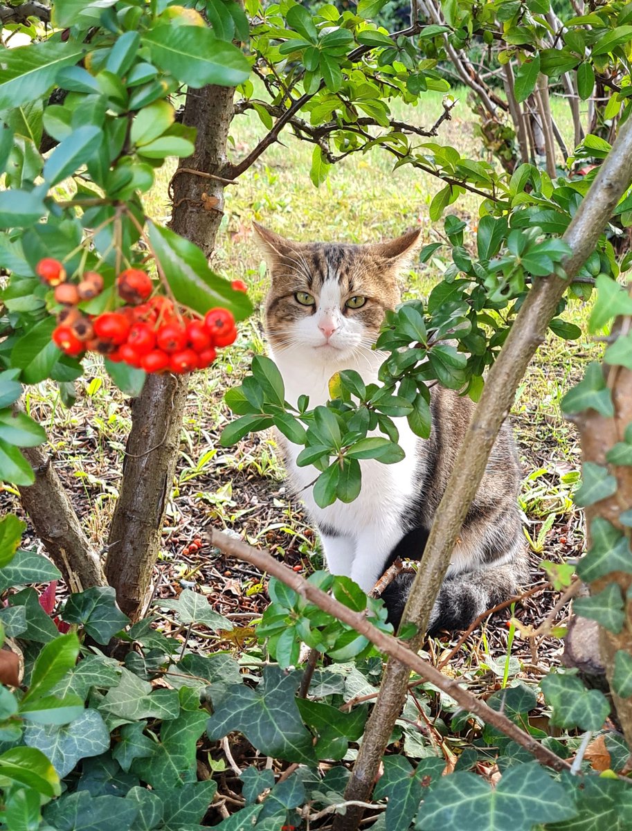 Bonjour, voici un chat. Bonne journée.