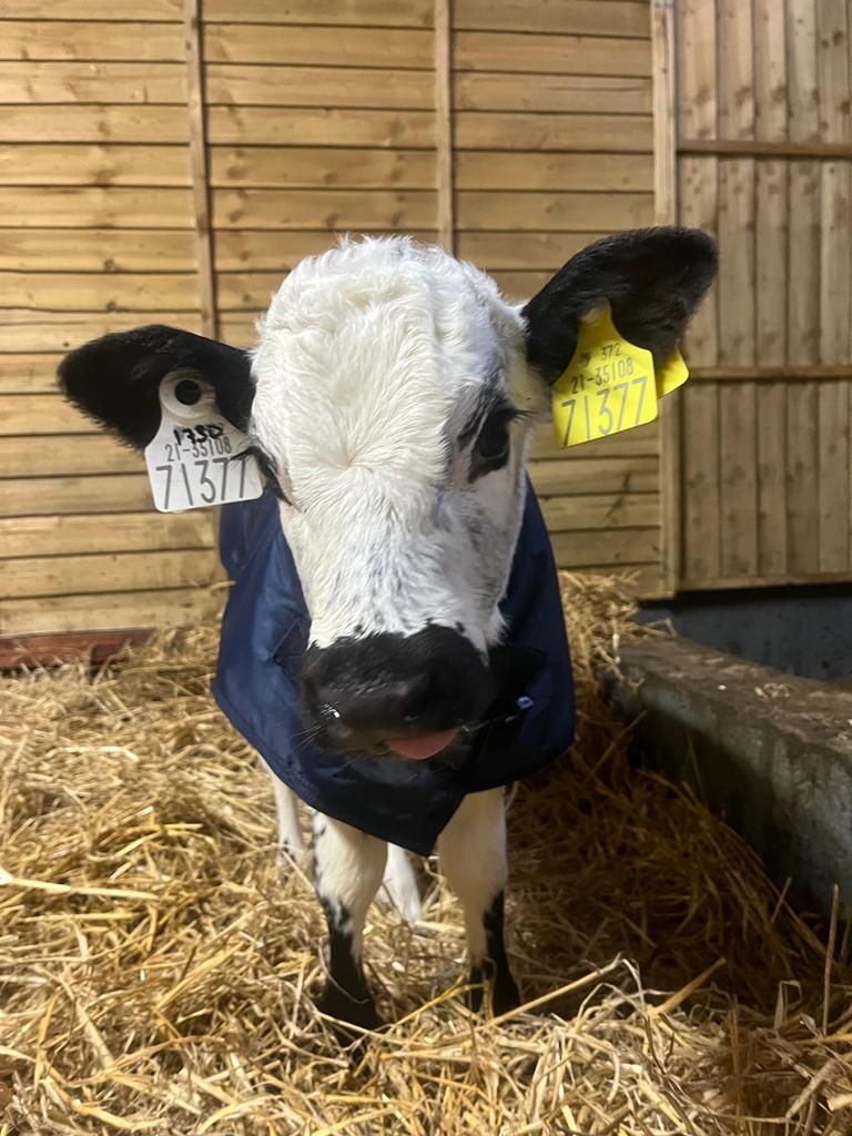 KiaOraMiniFarm1's tweet image. The farm is now closed in preparation for our Magical Christmas Experience which opens on Sat 25th Nov  #hohoho #visitSanta #SantaWexford

Book online here kiaoraminifarm.ie/events/santa/